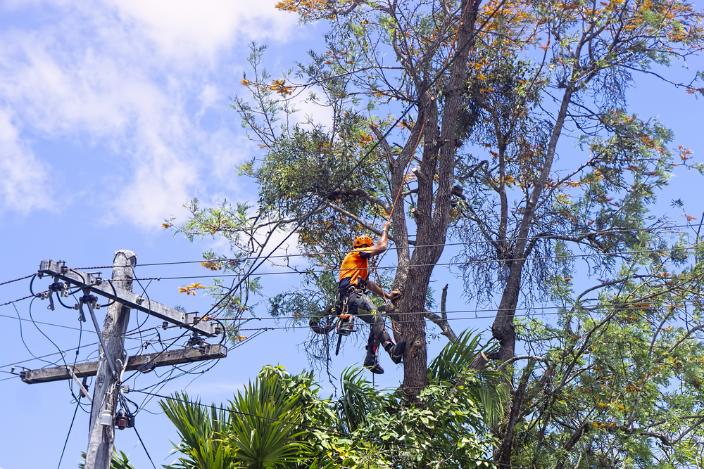 mike forest tree service maryland